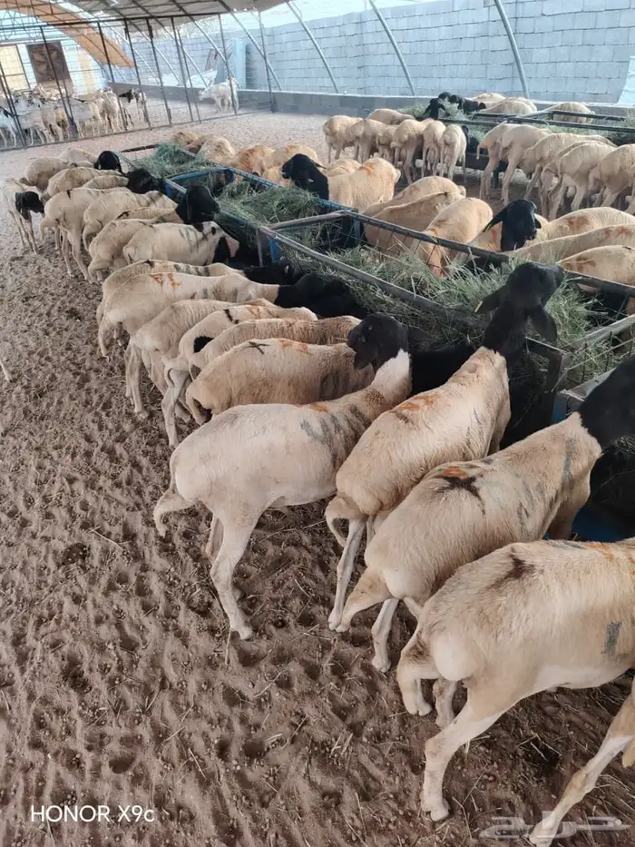 للزبون الصامل.. تيوس وبرابر على الشرط وبأسعار مرضية 5