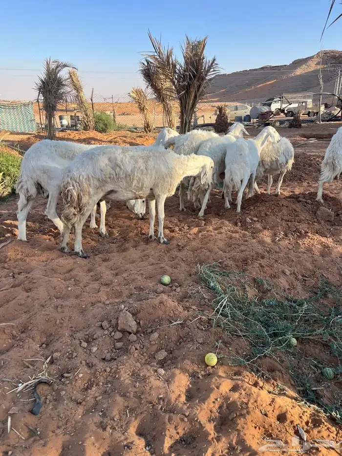 حريات مقاني 6