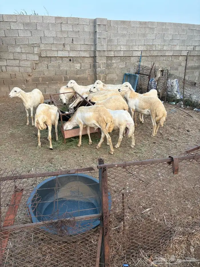 خرفان للبيع 2