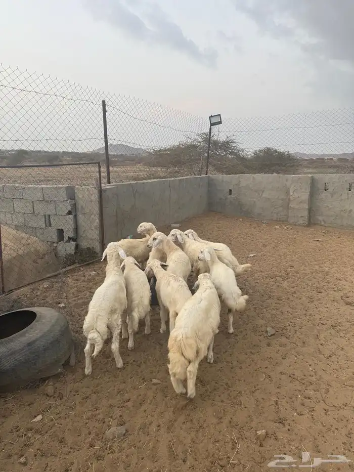 10 بهم خمس انثي وخمس ذكران العمر من ثلاث شهور وفوق 0