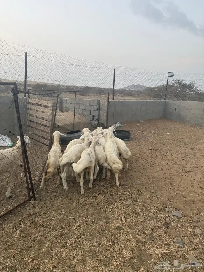 10 بهم خمس انثي وخمس ذكران العمر من ثلاث شهور وفوق 1