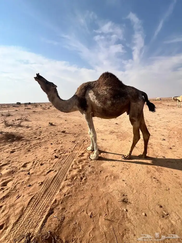 نياق لقحات مواطي 2