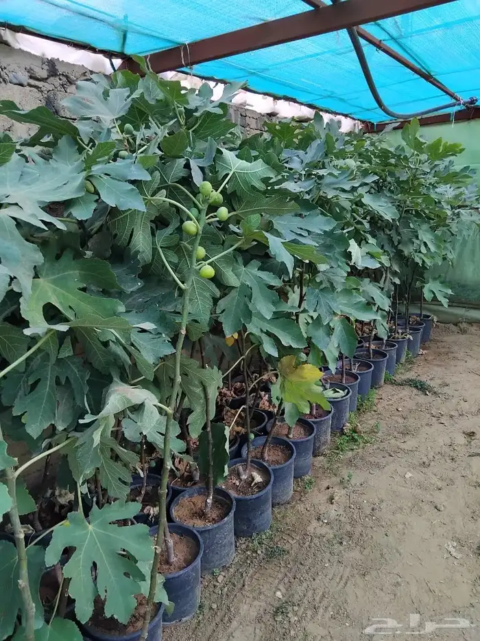 شتل مثمر كبار 1