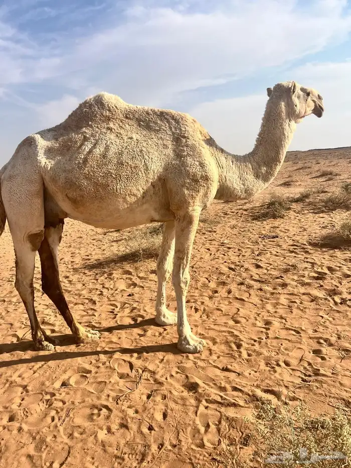 نياق لقحات مواطي 3