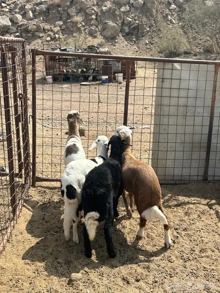 رخال سواكن تيلاد 5