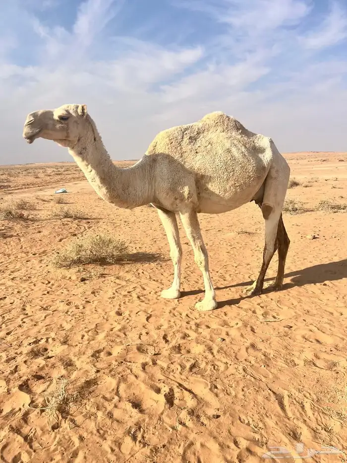 نياق لقحات مواطي 4