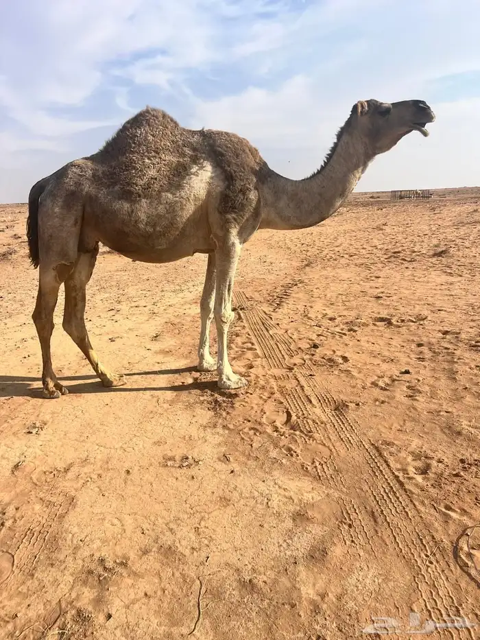 نياق لقحات مواطي 1