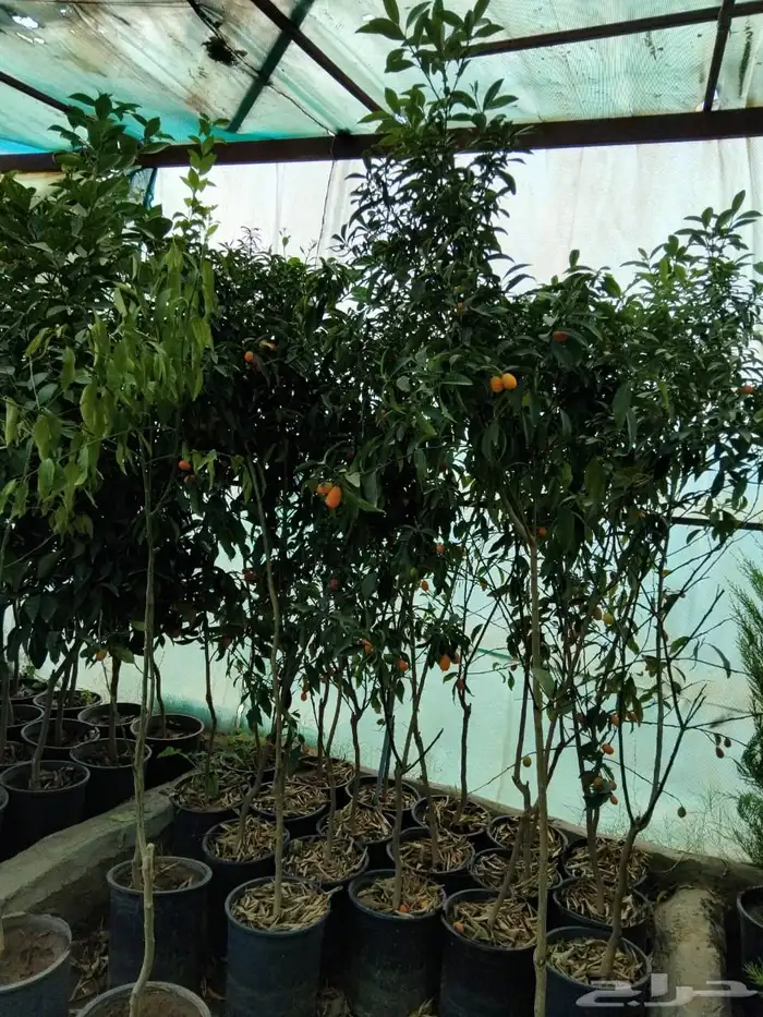 شتل مثمر كبار 3