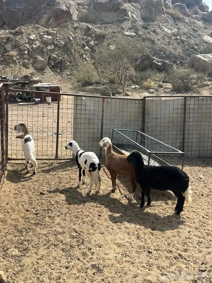 رخال سواكن تيلاد 3