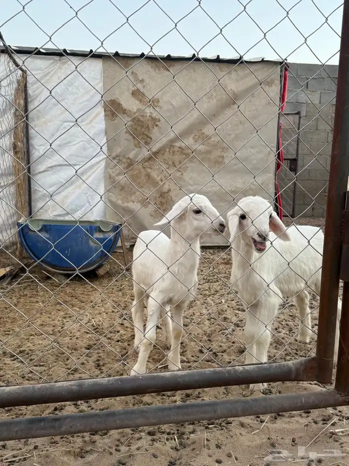 خروف و رخل ترضع 3