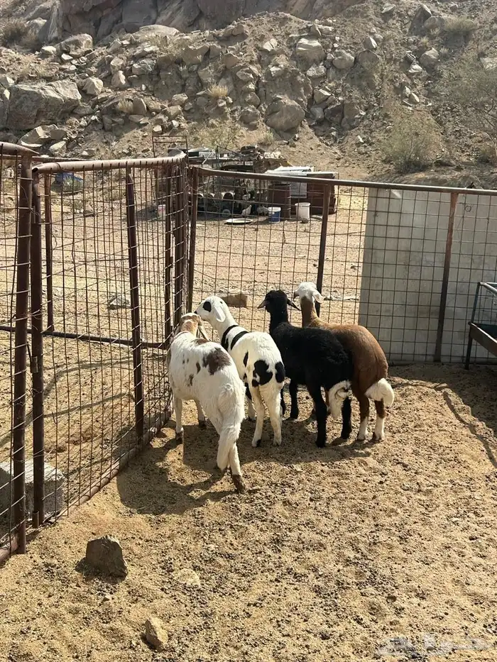 رخال سواكن تيلاد 1