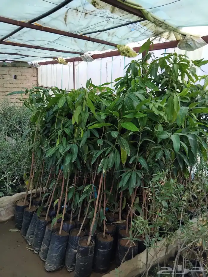 شتل مثمر كبار 4