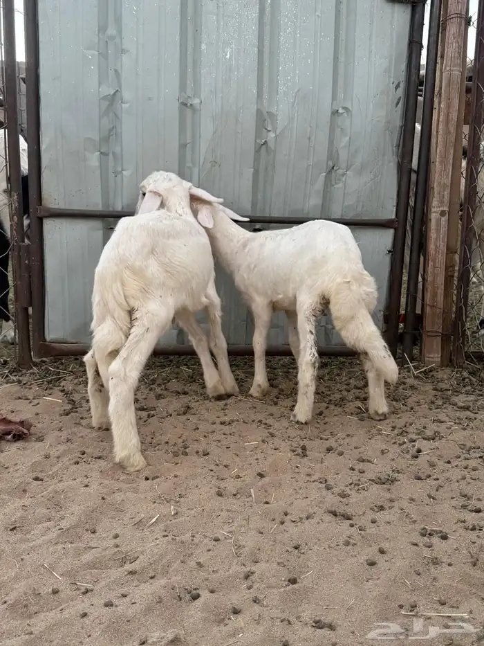 خروف و رخل ترضع 1