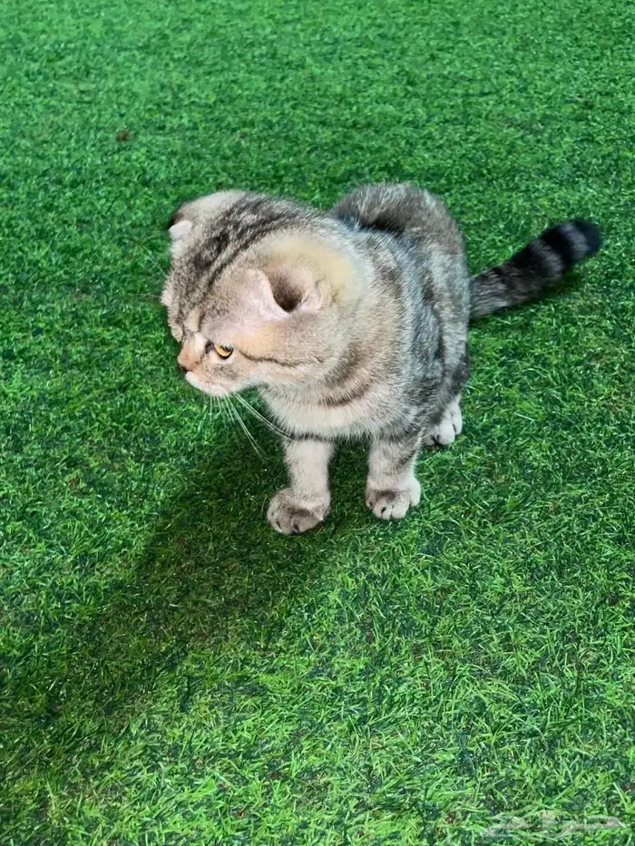 قطط سكوتش للتبني 6