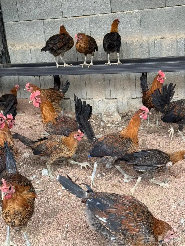 ديوك فيومي ذهبي 4