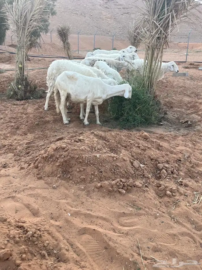 حريات مقاني 2