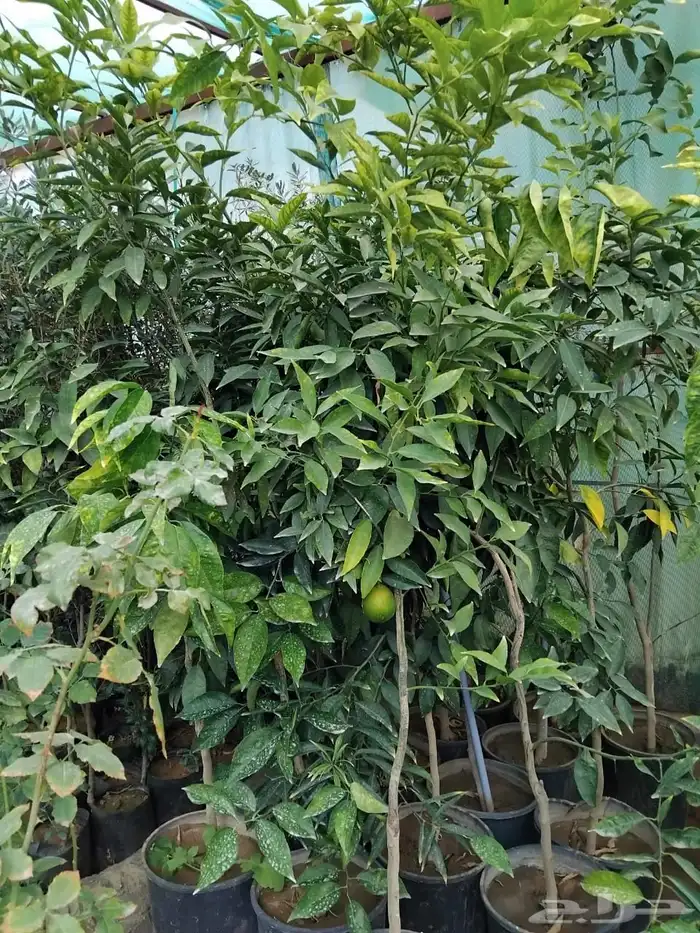 شتل مثمر كبار 0