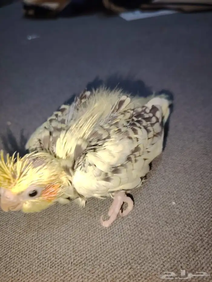 فرخ كروان للبيع 1