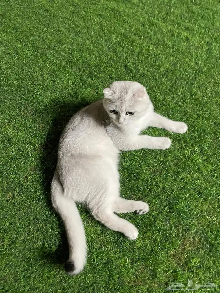 قطط سكوتش للتبني 5