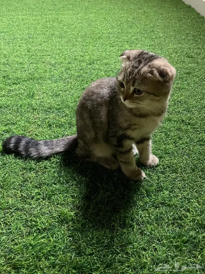 قطط سكوتش للتبني 2