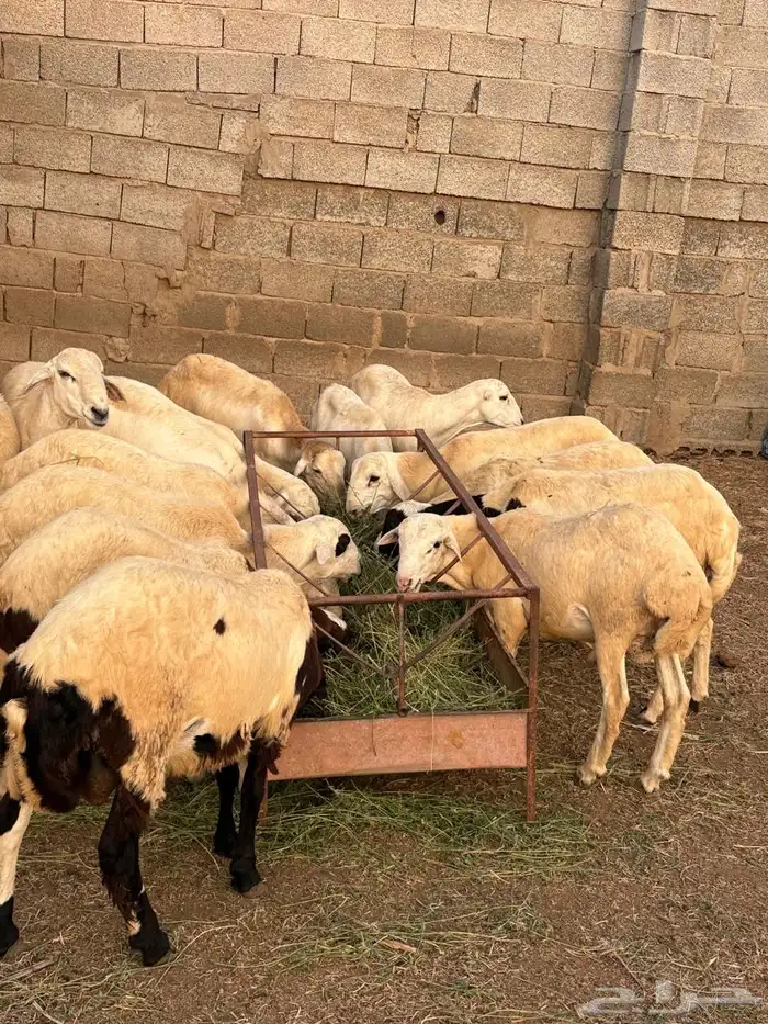خرفان للبيع 9