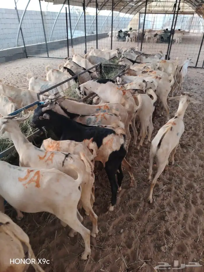 للزبون الصامل.. تيوس وبرابر على الشرط وبأسعار مرضية 3