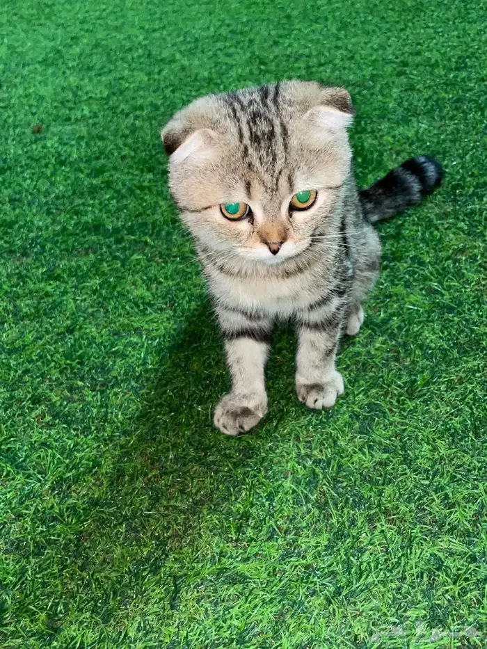 قطط سكوتش للتبني 3