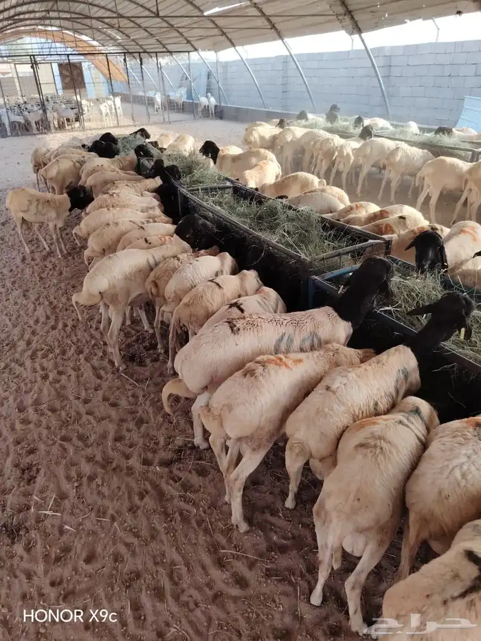 برابر صومالية جملة وتفريد 1