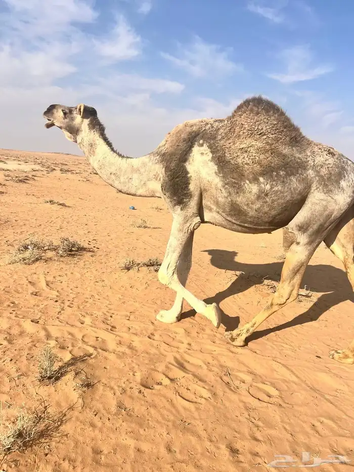 نياق لقحات مواطي 0