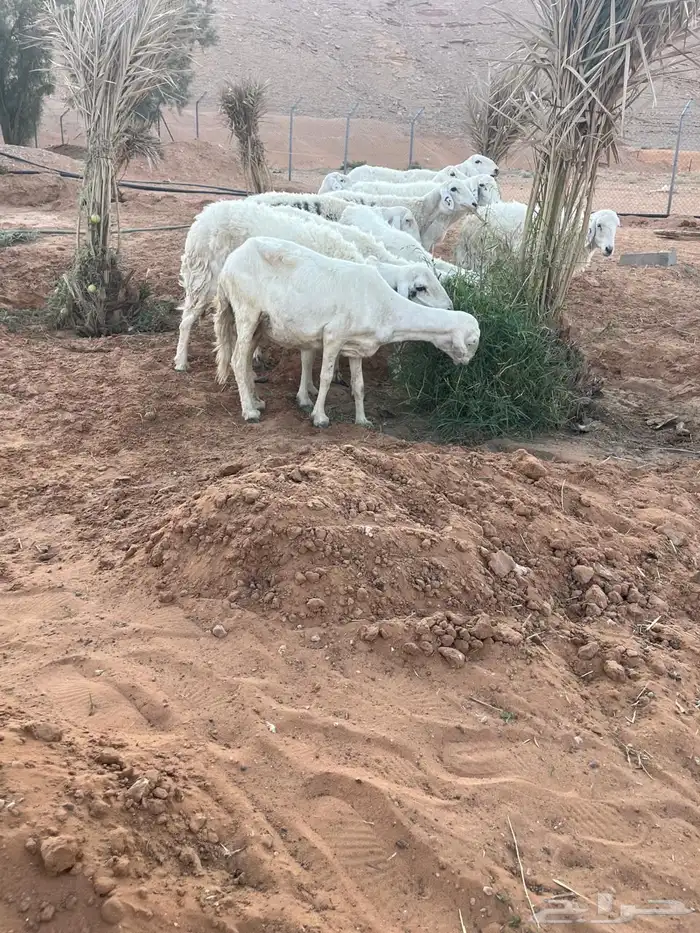 حريات مقاني 0