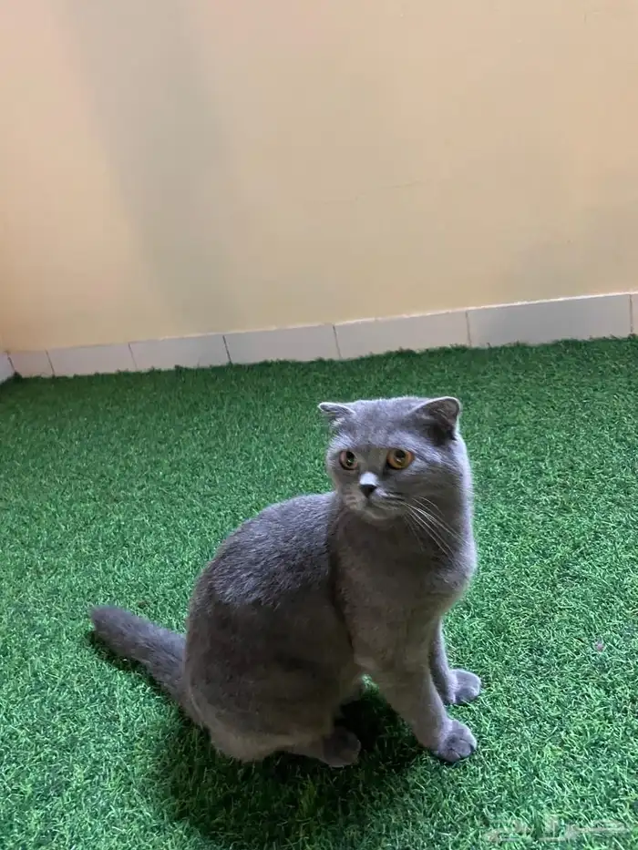 قطط سكوتش للتبني 0