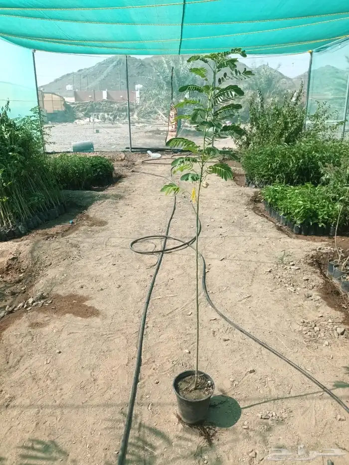 شتلات اكاسيا جلوكا 0