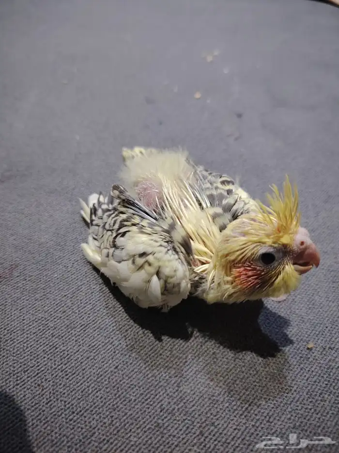 فرخ كروان للبيع 3