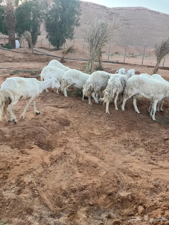 حريات مقاني 3