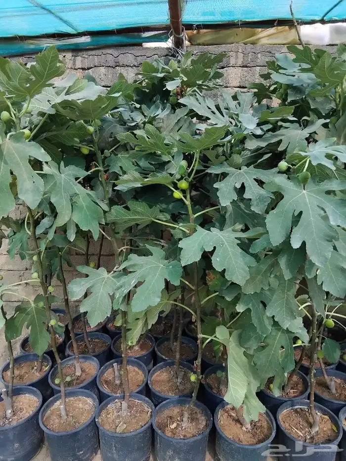 شتل مثمر كبار 2