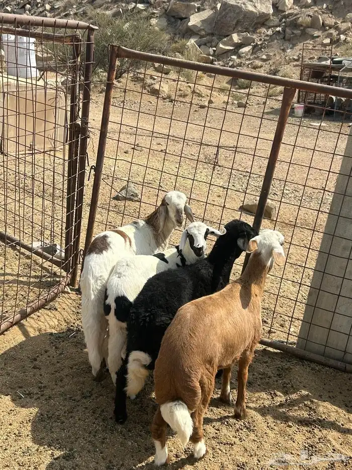 رخال سواكن تيلاد 0