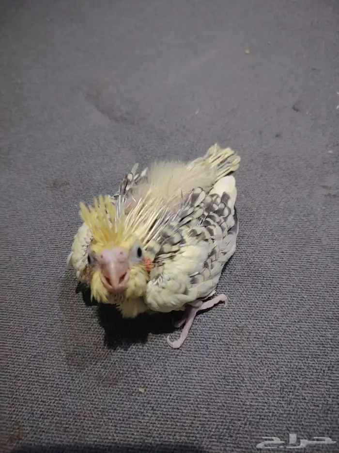 فرخ كروان للبيع 2