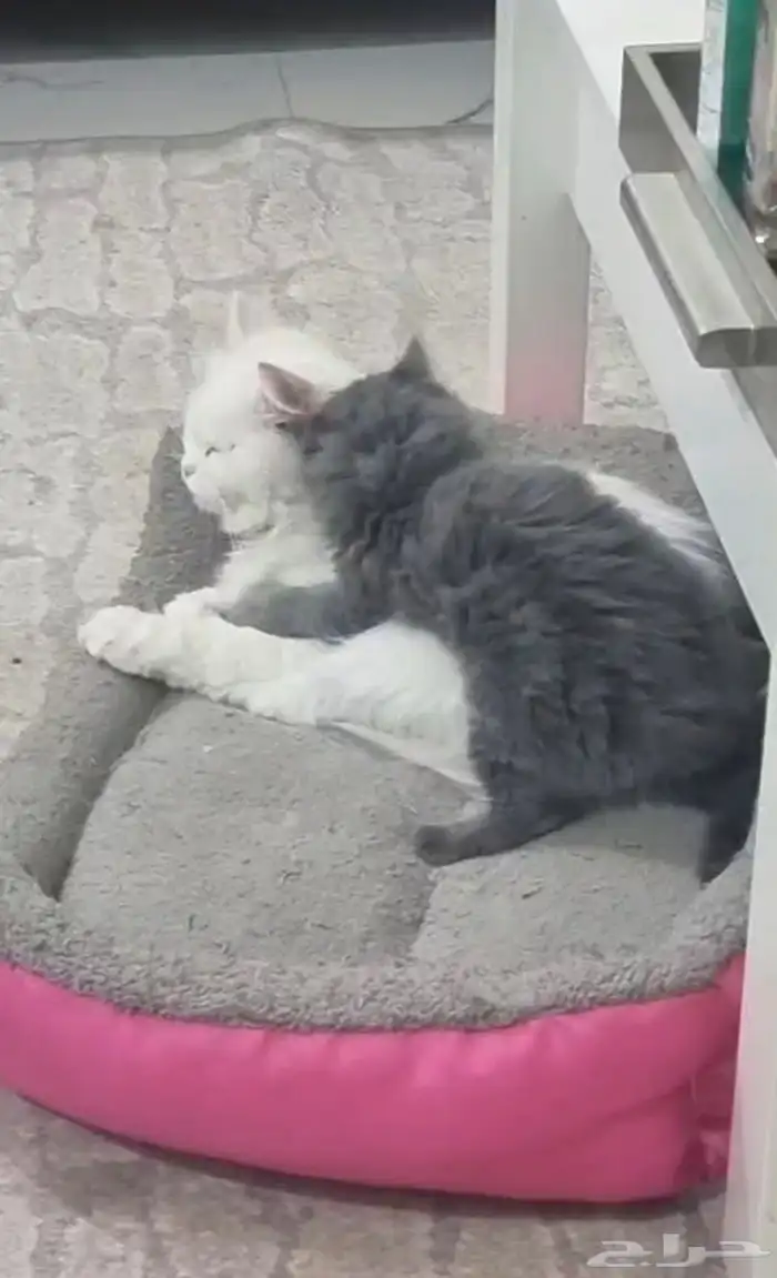 قطه انثى للبيع الخرج 2