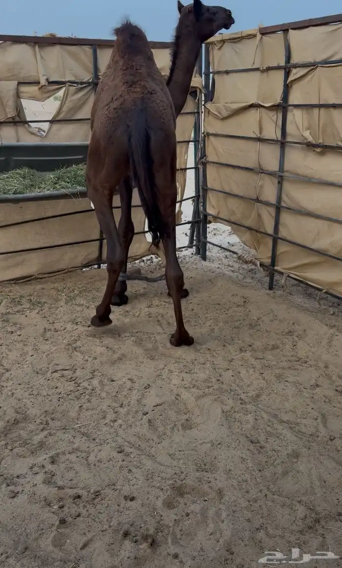 عرض قعود مجهم فاخر 1