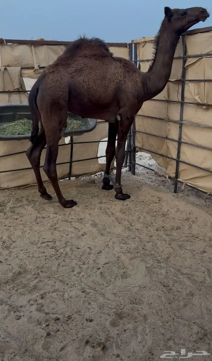 عرض قعود مجهم فاخر 0