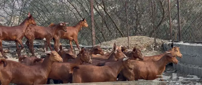 معزا دهم صنف ماشاء الله 15