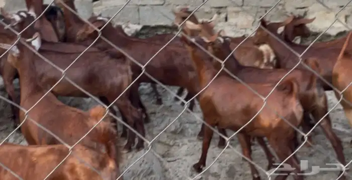 معزا دهم صنف ماشاء الله 9