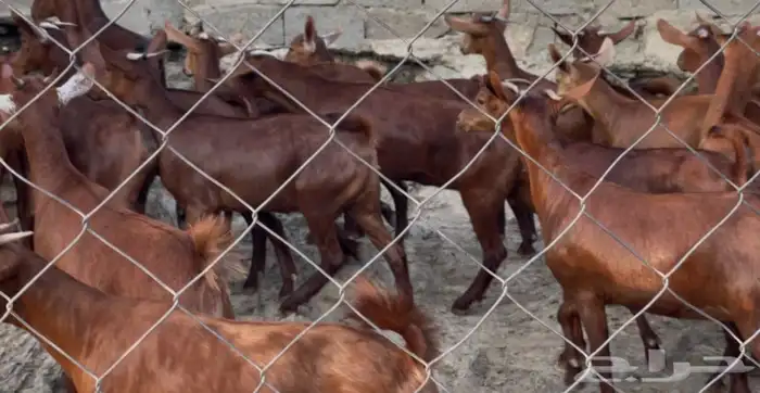 معزا دهم صنف ماشاء الله 11