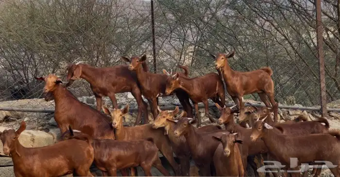 معزا دهم صنف ماشاء الله 14