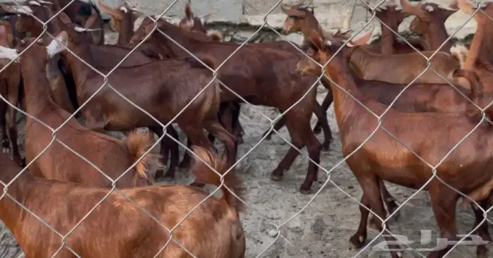 معزا دهم صنف ماشاء الله 10