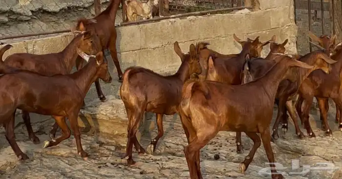 معزا دهم صنف ماشاء الله 2