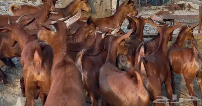 معزا دهم صنف ماشاء الله 3