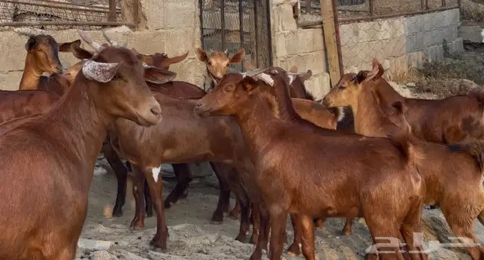 معزا دهم صنف ماشاء الله 5