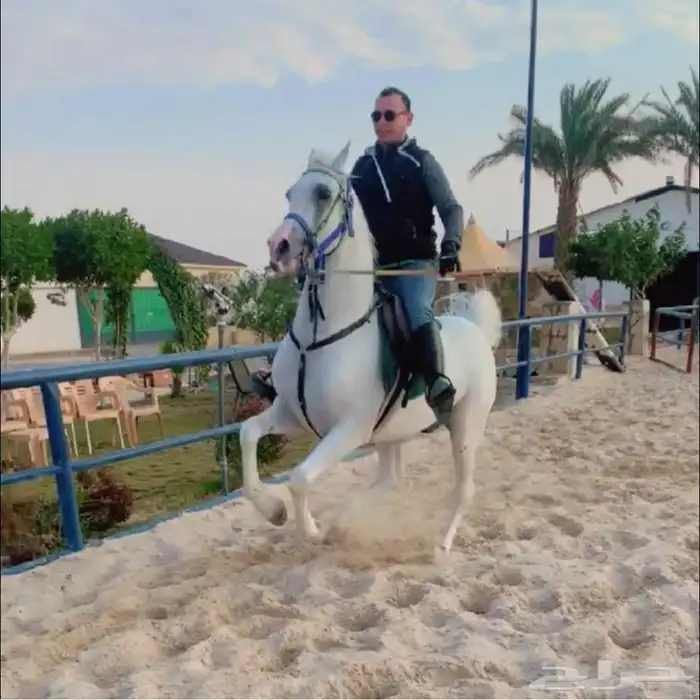 ايواء خيل اربع وجبات 900  خمس وجبات 1000 2