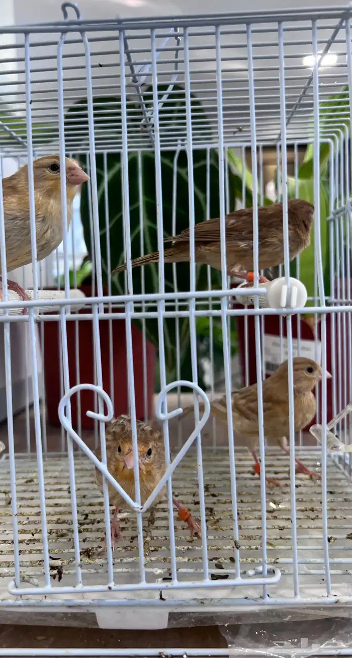 4 فروخ كناري ( تم البيع ) 21